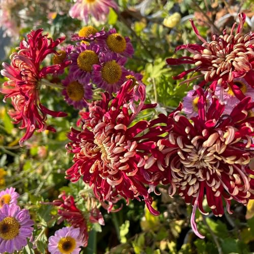 semi di crisantemo, decorazione esotiche da giardino resistenti perenni 1000pcs