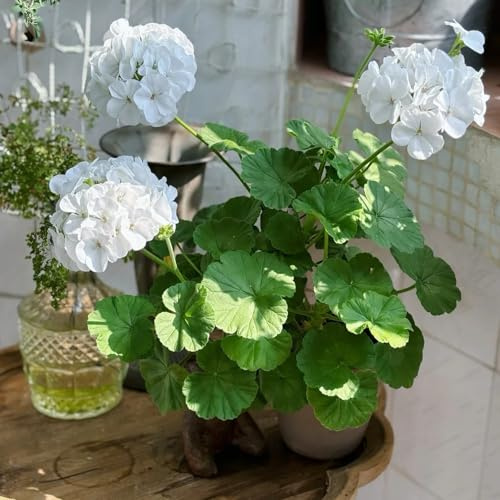 geranio selvatico, autunno, semi perenni selvatico decorazioni giardino per esterni interni esotici perenni 70pcs