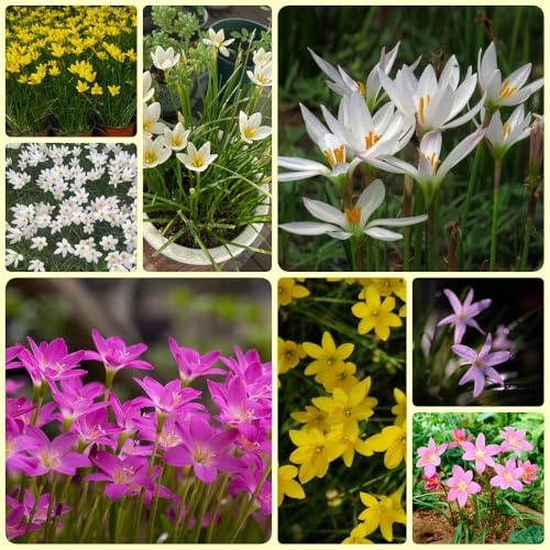 Zephyranthes - kübelpflanzen Zephyranthes Candida - gartendeko für draußen frühblüher winterhart mehrjährig 8Zwiebeln