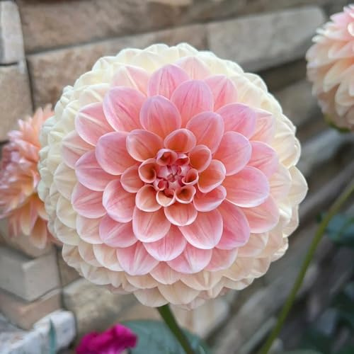 tuberi di dalia, dalie bonsai interno per giardino rizoma di dalia giardino decorazione balcone rizoma balcone, decorative in vaso interno e articoli 8bulbi
