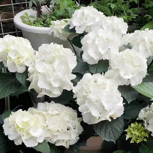 hortensias - Decoraciones jardines exteriores hortensia semillas de silvestres de sombra ornamentales lugares soleados balcón en 180semillas