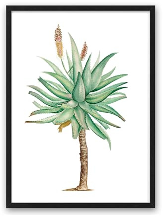 Din A4 Kunstdruck ungerahmt - Aloe vera Pflanze Sukkulenten Retro Antik Vintage Zeichnung Natur Druck Poster Bild
