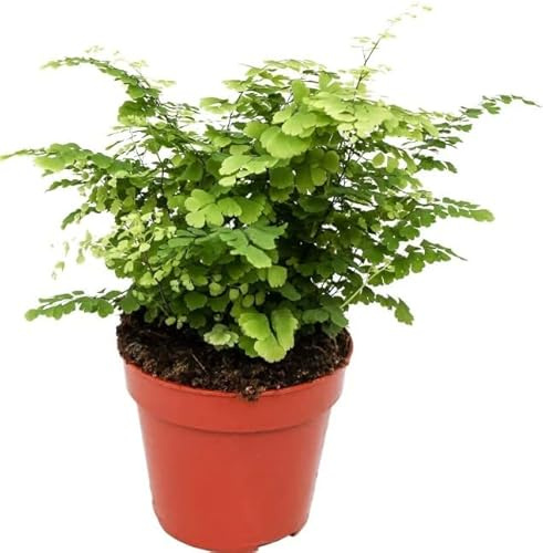 Adiantum o Cabello de Venus Natural la Planta que Purifica y Decora tus Ambientes