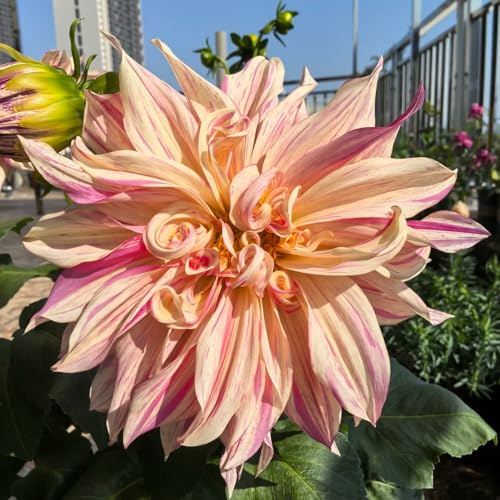 tuberi di dalia resistenti - giardino decorazione esterni 6pcs