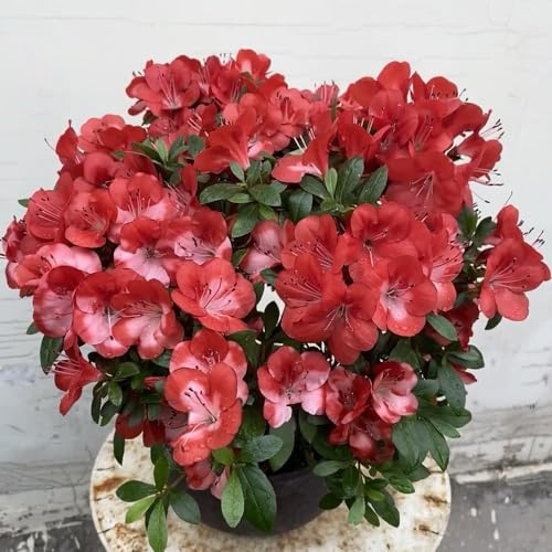 semi di rododendro, appartamento esotiche azalea, decorazione balcone 30pcs
