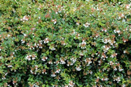 Gardenaria Pianta Esterno Abelia grandiflora - Arbusto ornamentale da giardino 50 cm (vaso 24)