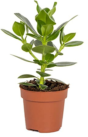 Bloomique - Clusia rosea - Clusia - Planta de interior - Purificadora del aire - Fácil de cuidar - Altura 20-30 cm - Maceta 12 cm