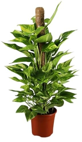 Poto Tutor Natural Planta de Fácil Mantenimiento que Añade Elegancia a tu Espacio