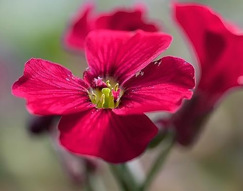 Aubretia Plants, 'Red', 6 x Plug Plant Pack, Winter Aubretias, Winter Bedding Plants, Garden Ready and Ready to Plant, Premium Quality Flowers