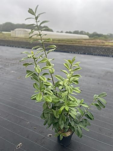 25 Kirschlorbeer Rotundifolia 60-80cm im 3L Topf reine Pflanzenhöhe Prunus laurocerasus Lorbeer schnellwachsend Heckenpflanzen immergrün Premium Qualität vom Gärtner