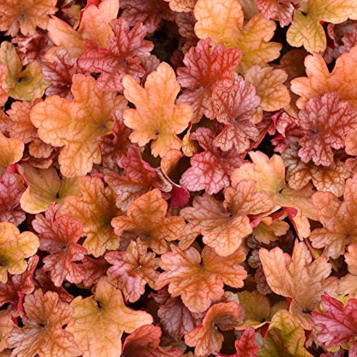 Heuchera Peach Flambe, une plante vivace à fleurs résistante en pot pour l'extérieur.
