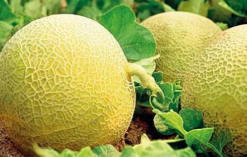 30 semillas Melón Galia (Cucumis melo) - Pulpa Verde Dulce y Aromática - Cultivo Fácil - Fruto Jugoso de Verano