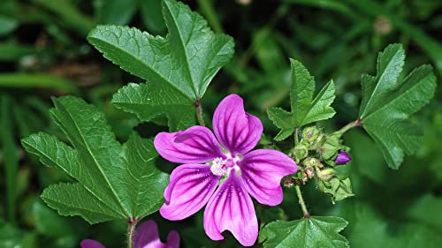 50 semillas de Malva Común (Malva sylvestris) Lila