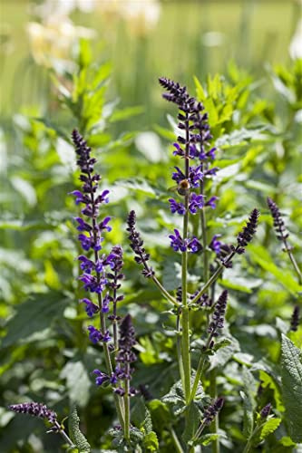 Salvia nemorosa 'Mainacht' 9cm Topf – Winterhart, Mehrjährig, Pflegeleicht – Steppensalbei – Beetstaude für Garten & Kübel