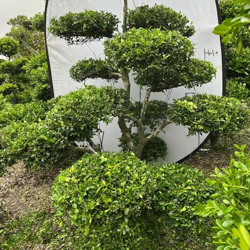 Semillas de boj resistentes al exterior cobertura del suelo raras aire libre 50pcs