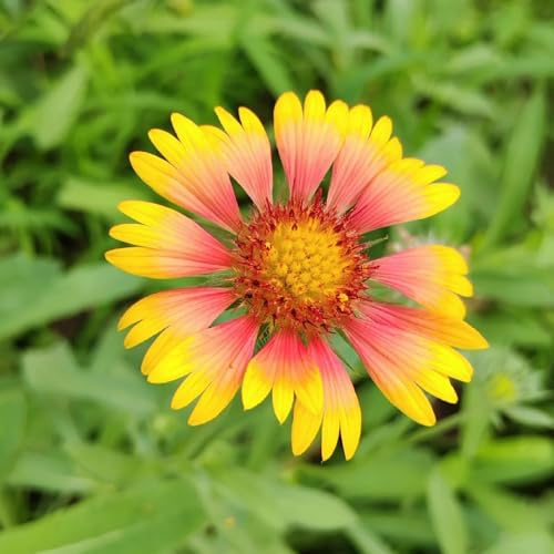 kokardenblumesamen topfpflanzen draußen winterhart kokardenblume zierblumen blumendeko frühlingsblume, bio blumenbeet gartenblumen kräuterpflanzen 100pcs