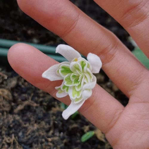 Galanthus woronowii - bonsai balcone giardino del balcone perenni resistenti bulbi resistenti bulbo primavera giardino 12pcs