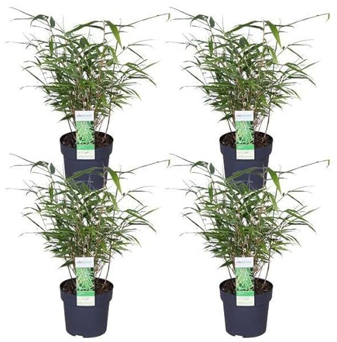 Schirmbambus Fargesia rufa – 4 Pflanzen – ca. 40cm hoch Ø14cm – Kompakter, horstbildender Bambus – Winterhart & pflegeleicht – Für Garten, Balkon & Teichrand