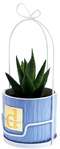 Debora Carlucci - Piantina Grassa Vera con Vaso in Ceramica e Gabbietta in Metallo Bianco – Idea Regalo e Bomboniera per Casa e Ufficio (Celeste)