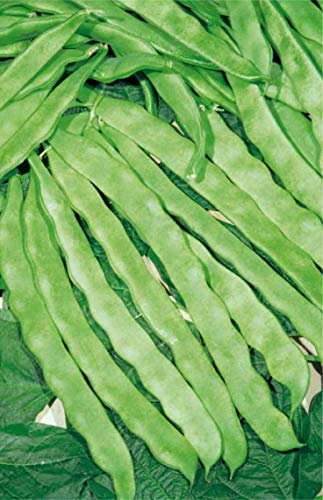 Germisem Helda Semi di Fagiolo Rampicante 100 g
