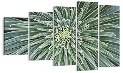 Mehrteilige Bilder auf Leinwand Agave Grün Pflanze Leinwandbild 100x60cm Wandbilder Dekoration Wohnzimmer Schlafzimmer Set 5 teilige Groß Wanddeko Bild Wand Kunstdruck Art Decor Canvas EG100x60-4905