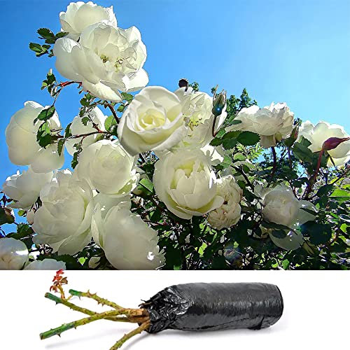 1 Fragrant Rosa Virgo White Climbing Rose Bare Rooted Bush Plant for Brighten Garden Outdoor Landscape Shrub Border Walkway Vertical Hedge