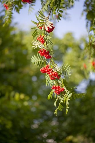 Vogelbeere Sorbus aucuparia 150-200 cm Zierbaum winterhart | Sonnig bis halbschattig, robust, dekorative Blüten und Beeren, Vogelnährgehölz, ideal für Garten und Vorgarten