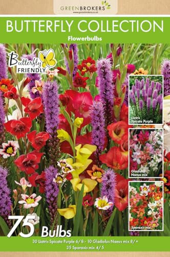 75 Bee & Butterfly Summer Bulb Collection | Mixed Bulb Varieties | Eco Packaging | Plant Now Ready to Bloom in Summer
