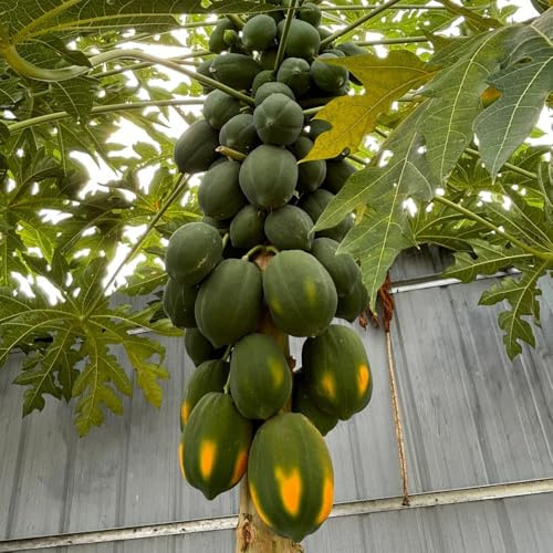 Semi di banana indiana,decorazione giardini esterni da appartamento,perenni resistenti e perenni frutto colonnare resistente a crescita 30pcs
