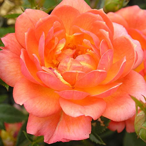 Fond Memories - 5.5lt Potted Patio Garden Rose Bush - Stunning Displays of Ginger Orange Blooms with Apricot/Yellow Centres - Retirement Gift or Tribute Rose