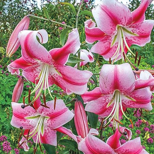 Lilienzwiebeln, Blumenzwiebeln, Riesenlilien Baumlilien Winterhart MehrjäHrig, Frische Luft, Blumenzwiebeln,Temperament,Winterhart MehrjäHrig,Gartenpflanzen-6zwiebeln-A