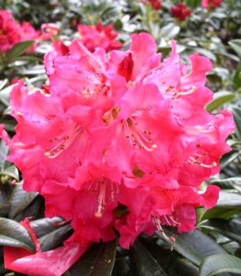Rhododendron insigne Berliner Liebe INKARHO® 30-40 cm 5 L Topf | Winterhart, immergrün & kalkverträglich – robust und blühfreudig, ideal für Garten & Beet