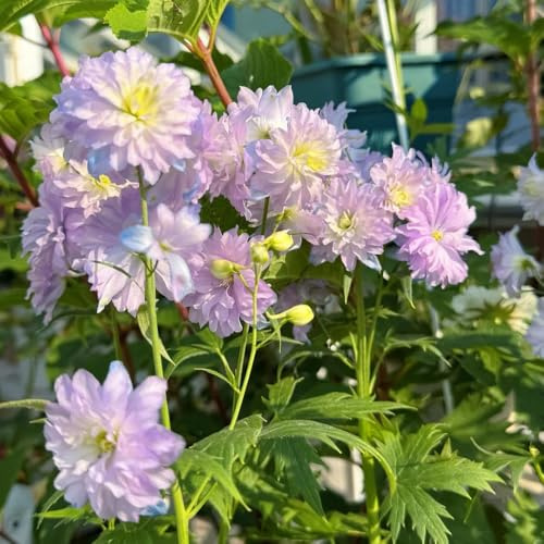 ritterspornsamen, winterhart, balkon, bio für garten, wild 350pcs