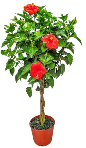 Braided Hibiscus Tree Live - Red President - Overall Height 38 to 44 - Tropical Plants of Florida (Plant Only)