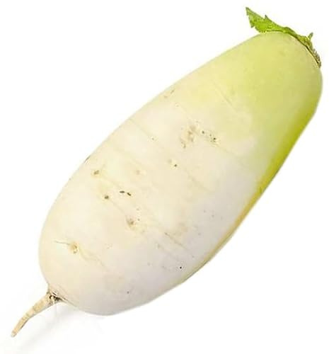 HipGirl 75 Korean Radish Seeds for Spring/Fall/Winter Gardens Planting 韩国白萝卜.Non-GMO Root Vegetable Seeds for Planting Home Garden & Aero Gardening Seed Pods-Sushiro Hybrid Turnip Radish