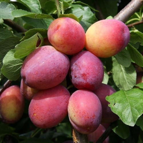 Plant Theory 1.2m Plum Victoria Fruiting Outdoor Fruit Tree 9L Pot SJA Rootstock