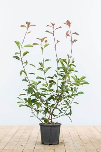 Glanzmispel ‚Red Robin‘ – Photinia fraseri – Heckenpflanze – Auswahl der Höhe 60–200 cm – immergrün & winterhart – ideal für dichte Hecken (Variante 60-80cm)