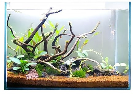 Swell Glass Aquarium Aqua Oasis, Crystal-Clear, 10.8l - 63l Capacity, Customisable Design, for Freshwater and Marine Fish, (30cm)