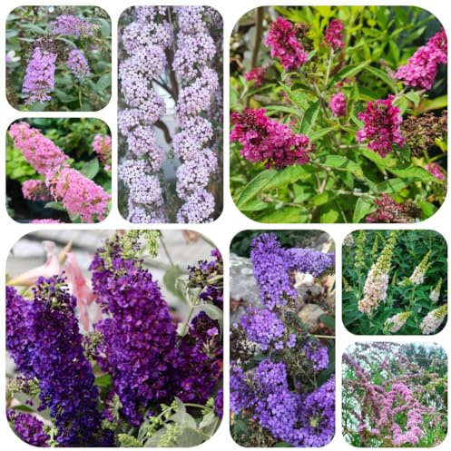 schmetterlingsflieder, schmetterlingsbaum winterharte deko balkon buddleia, schmetterlingsstrauch hochbeet, sommerflieder blumenwiese mehrjährig 85samen