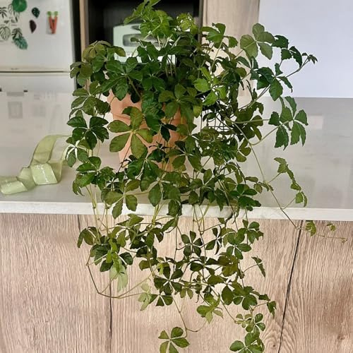 semi resistenti di vite selvatica - Parthenocissus quinquefolia - balcone giardino rari decorazione soggiorno 350pcs