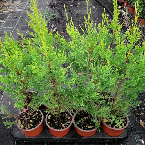 Cipresso Cupressocyparis leylandii Castlewellan gold, 15 piante con altezza 40/60 cm, vaso 13