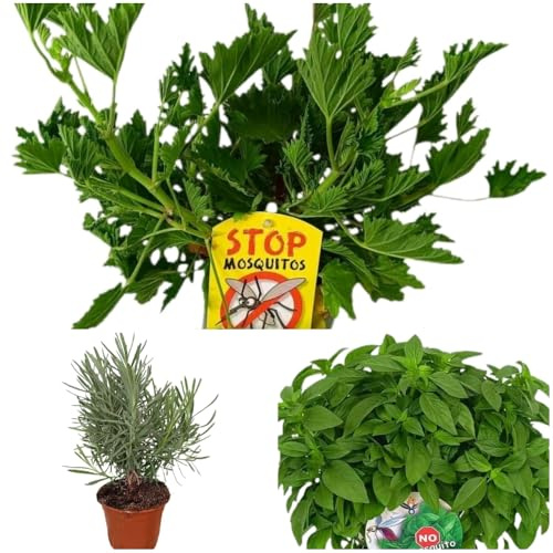 Pack de 3 plantas aromáticas Repelentes natural de Mosquitos y otros insectos, plantas de unos 20-25 cm. Citronela, Lavanda y Albahaca. Dan un toque aromatico a cualquier estancia. Segura Garden.