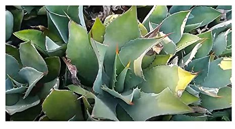 Stk - 10x Agave maximiliana Agaven Garten Pflanzen - Samen ID701 - Seeds & Plants Shop by Ipsa