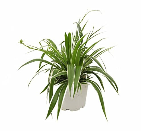 Planta Purificadora del Aire Chlorophytum Comosum Planta Natural para Exterior e Interior