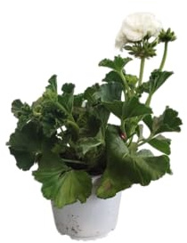 DECOALIVE Geranio Blanco – Planta Viva con Flores Intensas – Perfecta para Macetas y Jardines