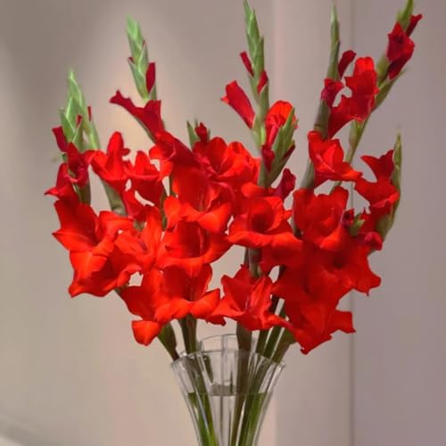 Gladiolen, winterharte kübelpflanzen outdoor gewächshaus gartenblumen hochbeet balkon deko wohnzimmer balkonblumen gartenpflanzen blumenbeet steingarten bodendecker zwiebelblumen 8Zwiebeln