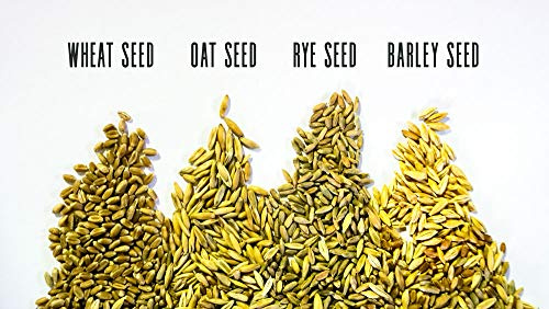 Thunder Acres Cat Grass Blend - Wheat, Barley, Oats, and Rye Seed Mix - Non-GMO - Certified Organic - Bonus CAT Toy (4 oz)