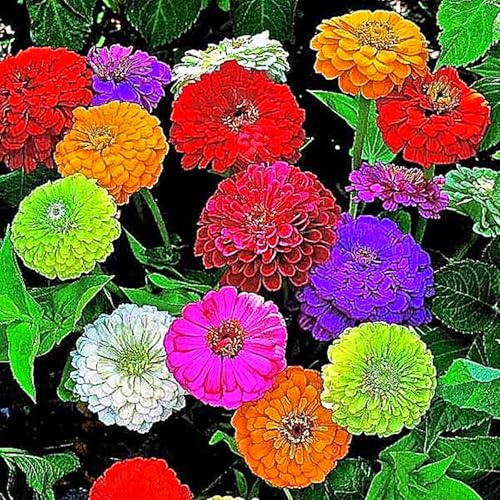 Dahlia Bulbs for Planting,Flowering Rhizome,Dahlia Bulbs Mix,Dahlia Tubers UK,Excellent Display Indoor Perennial Balcony Garden Bulbs-2bulbs-G