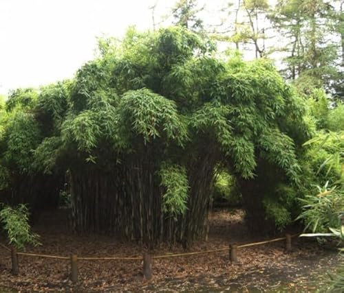 Fargesia murielae Jonnys Gigant - Gartenbambus Jonnys Gigant Größe 120-150cm