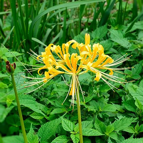 Lirio araña - Lycoris radiata Parterres elevados jardín decoración de resistentes 3bulbos